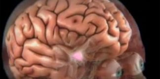 Tajna dugovječnosti brain