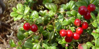 Dobre i loše strane brusnice brusnica