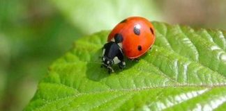 Izgubljene bubamare bubamare