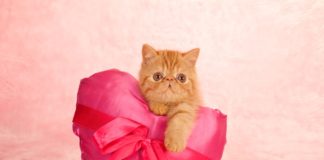 Mačja ljubav….. crvena maca