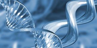 Zauvijek mladi denke