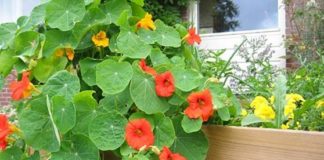 Peruanskim “krvavim cvijetom” dragolju