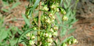 Veliki lijek …. estragb