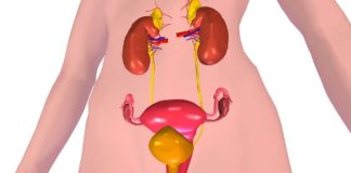 Gdje ga se može naći estrogen