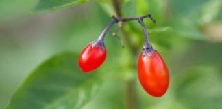 Niste ih konzumirali? goji