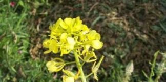 Višenamjenska bijela gorušica gorusica