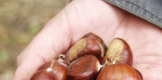 Vrijeme kestena kesten