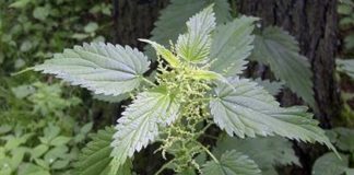 Korov koji život znači kopri