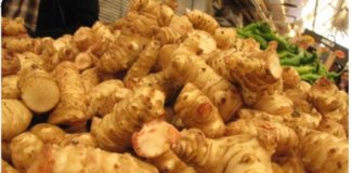 Čičoka će zamijeniti krumpir krumpirz