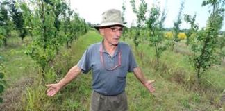 Lopovi haraju kruskeuk