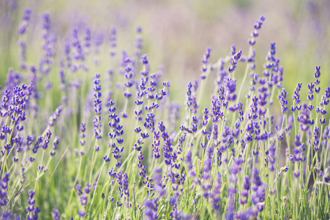 lavanda