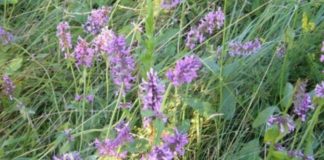 Ljekovito bilje ljekbilj