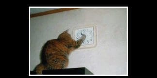 Dobar izgovor maca_i_sat