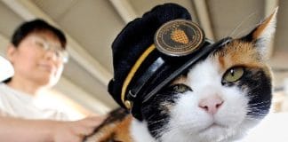 Sličice slatkih maca maca_s_kapom