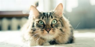 Jeste li znali? macasl