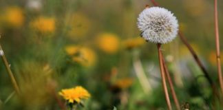 Farmaceutska industrija maslacak