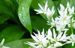 Medveđi luk medvedjilu