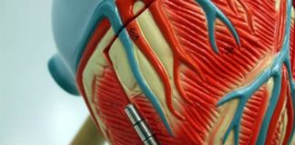 Nova studija otkrila…… mozoc