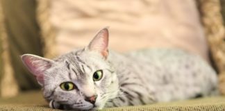 Kako prepoznati.. muca