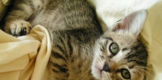 Mačiji rituali mucmuc