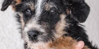 Ljudska okrutnost okrutnost