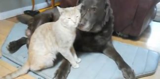 Joey i Bruin pas_i_maca