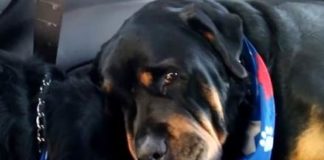 Dirnut će vas u srce paspl