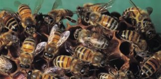 Zagrebu trebaju pčele pcel