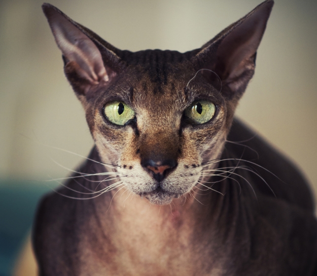 peterbald