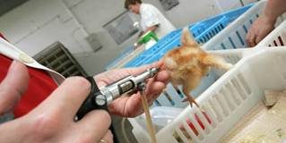 Farmaceutske industrije ovo vam prešućuju pilem