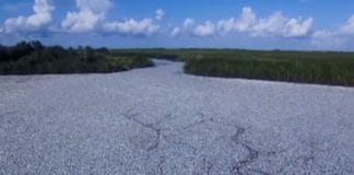 Stravične poruke prirode ? pomor_rakova