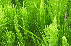 Poljska preslica presicaz