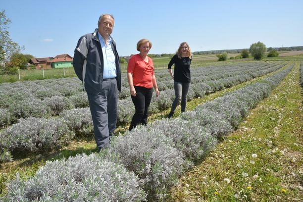 proizvodnja lavande