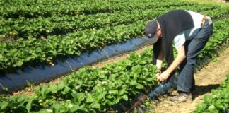 Kako do novaca iz IPARD-a ? rasadnik