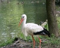 Spasimo ptice roda_i_mladi