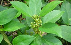 Srebrna svilenica – ubojica šećera secerlje