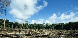 Usporeno uništavanje šuma