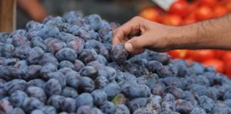 Jeste li znali? sljivaplava