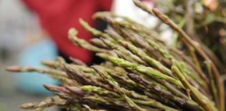 Bogatstvo iz prirode sparo