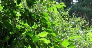 Svi vaši problemi će nestati… sviprob