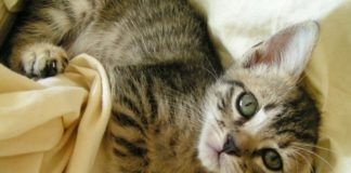 Psi i mačke tigricsiv