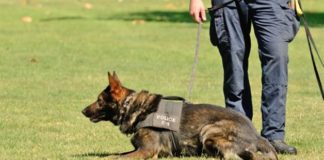 Jer oni to zaslužuju.. vucjak