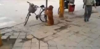 Zna i brojati zlatnir